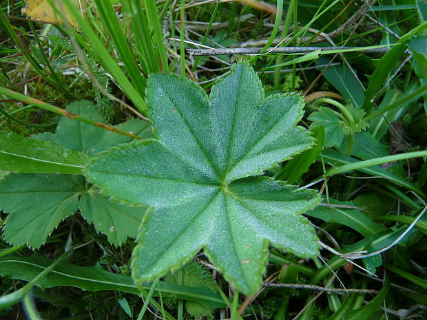 alchemilka Alchemilla sp.