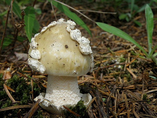 muchotrávka umbrovožltá Amanita battarrae (Boud.) Bon