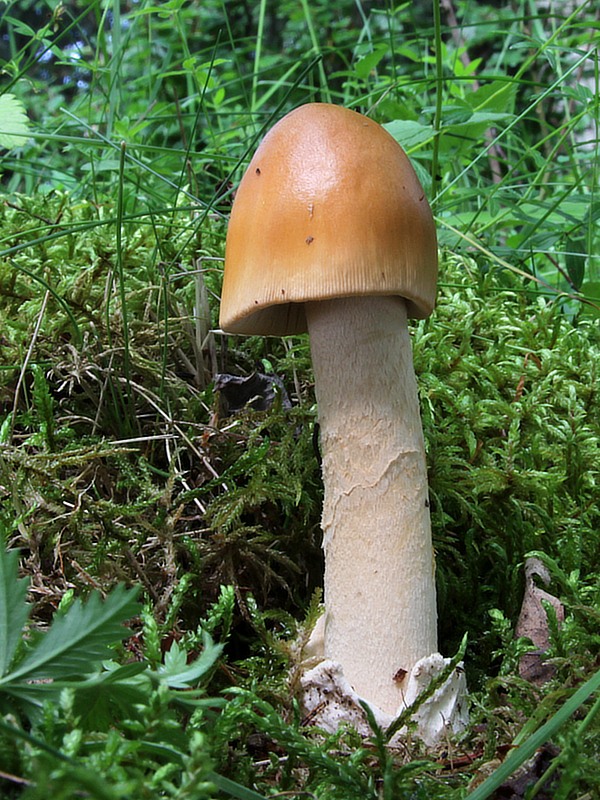 muchotrávka oranžová Amanita crocea (Quél.) Singer