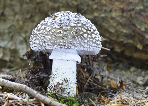 muchotrávka hrubá Amanita excelsa (Fr.) Bertill.