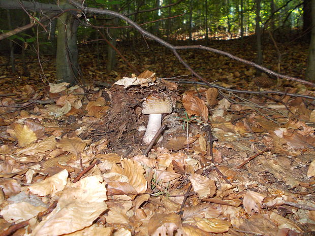 muchotrávka červenkastá Amanita rubescens Pers.