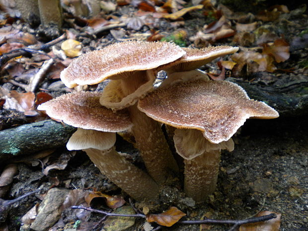 podpňovka Armillaria sp.