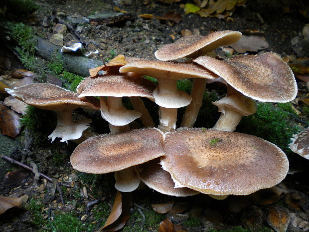 podpňovka Armillaria sp.