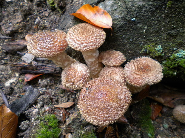 podpňovka Armillaria sp.