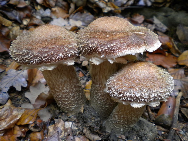 podpňovka Armillaria sp.