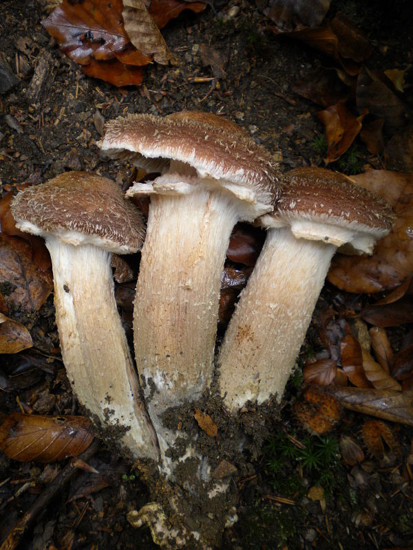 podpňovka Armillaria sp.