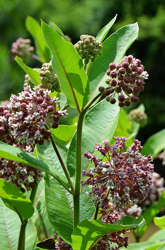 glejovka americká Asclepias syriaca L.