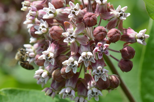 glejovka americká Asclepias syriaca L.