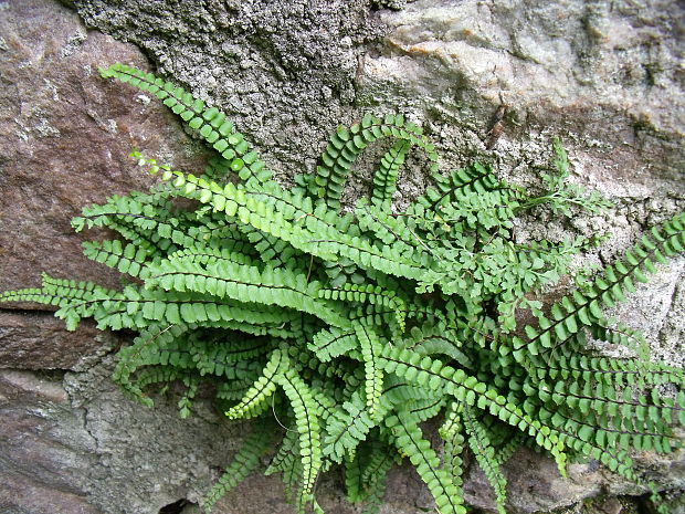 slezinník červený Asplenium trichomanes L. emend. Huds.