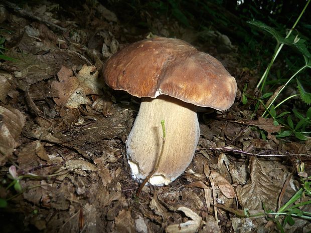 hríb dubový Boletus reticulatus Schaeff.