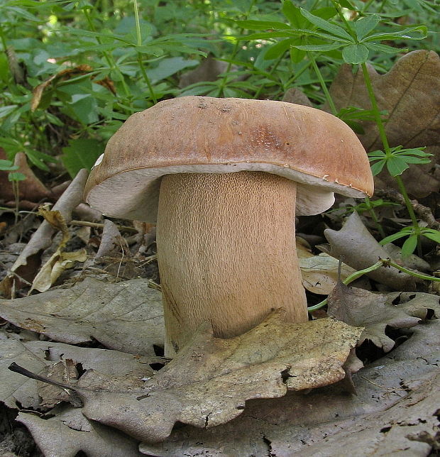 hríb dubový Boletus reticulatus Schaeff.