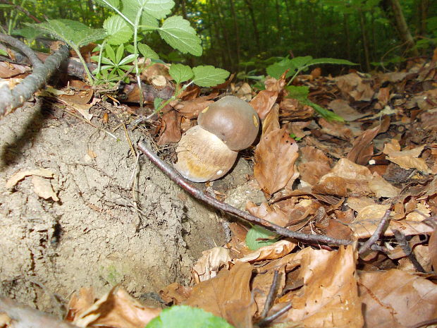 hríb dubový Boletus reticulatus Schaeff.