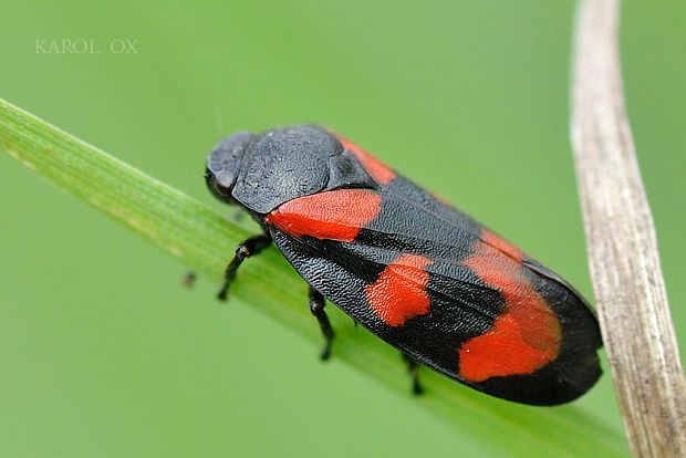 peniarka červená Cercopis vulnerata