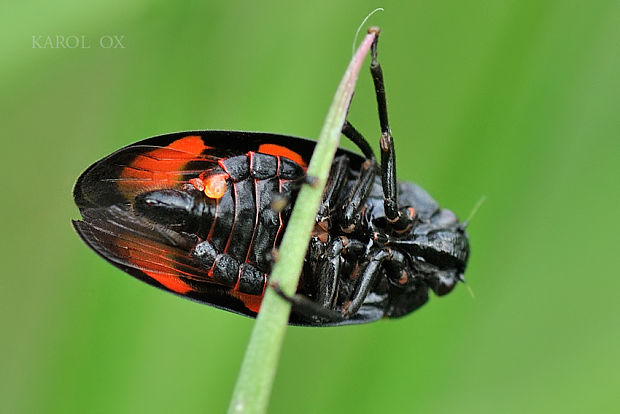 peniarka červená Cercopis vulnerata