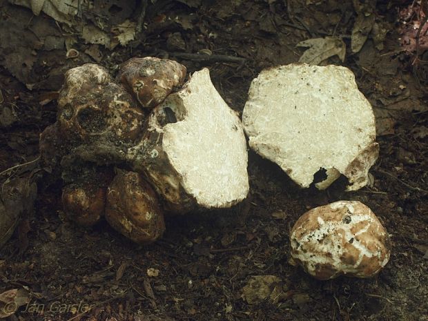 bielohľuzovka obyčajná Choiromyces meandriformis Vittad.