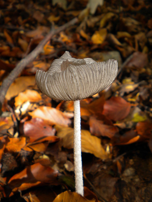 hnojník Coprinus sp.