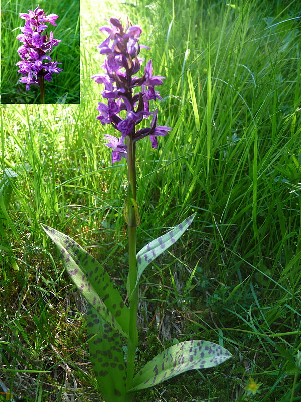 vstavačovec májový pravý Dactylorhiza majalis subsp. majalis (Reincherb.) Hunt & Summerh.