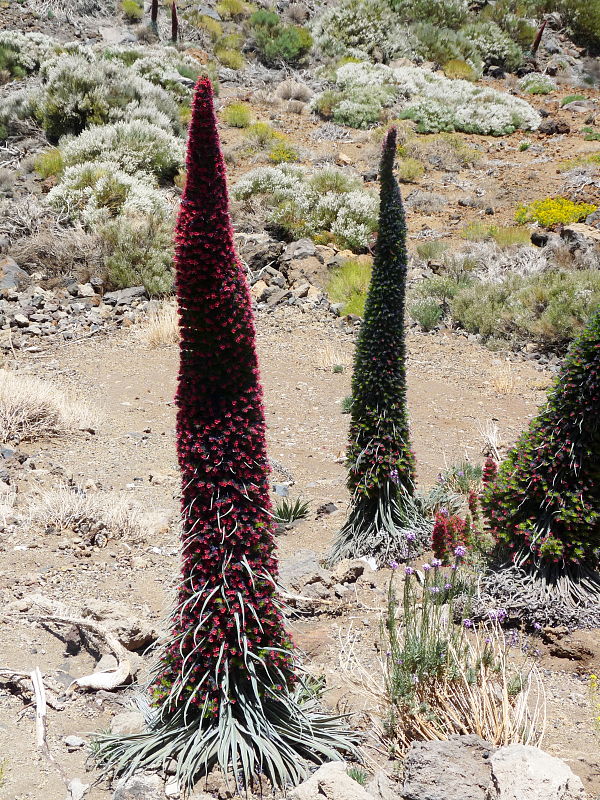 hadinec Echium wildpretii Hook. f.