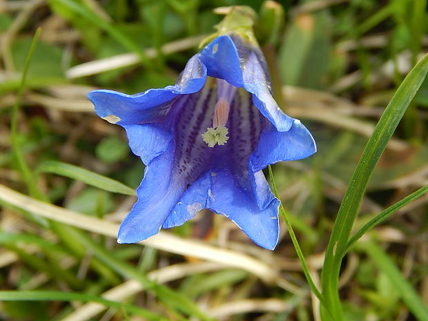 horec clusiov Gentiana clusii Perr. et Songeon