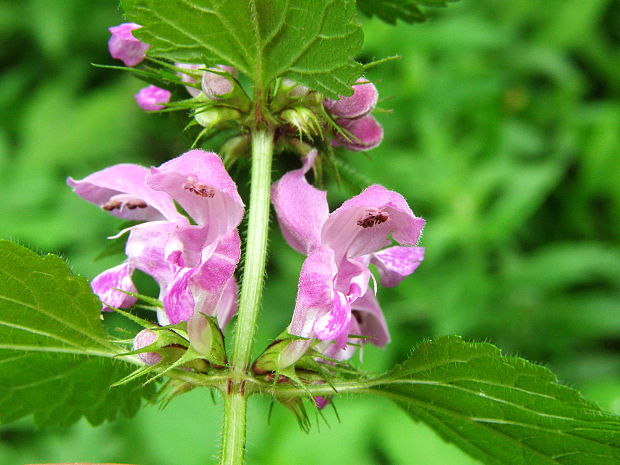 hluchavka škvrnitá Lamium maculatum L.