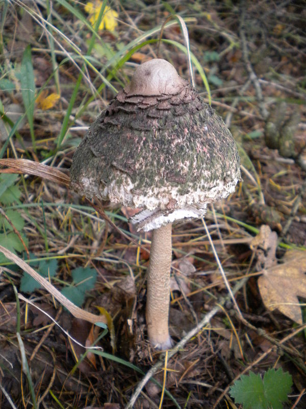 bedľa Macrolepiota sp.