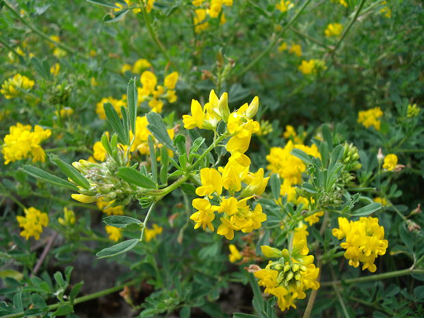 lucerna kosákovitá Medicago falcata L.