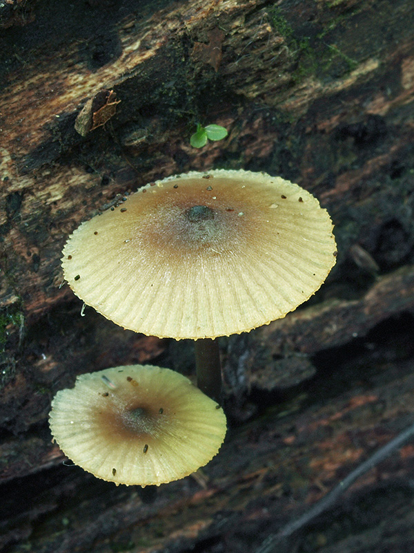 prilbička Mycena sp.