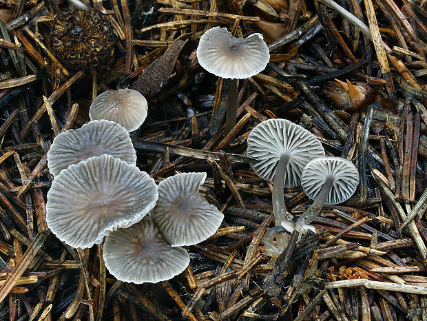 prilbička obyčajná Mycena vulgaris (Pers.) P. Kumm.