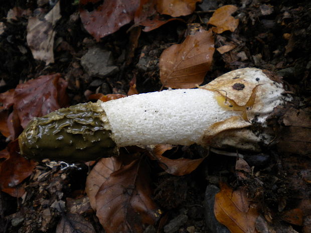 hadovka smradľavá Phallus impudicus L.