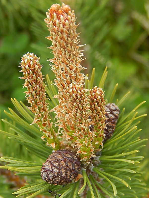 borovica horská Pinus mugo Turra