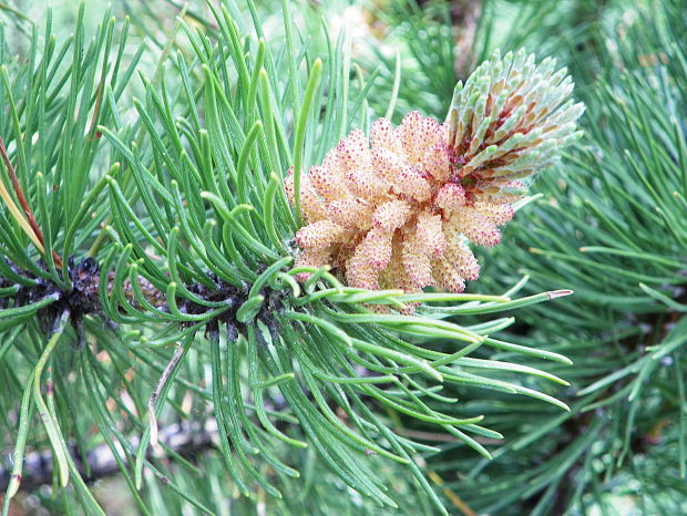 nový život Pinus sp.