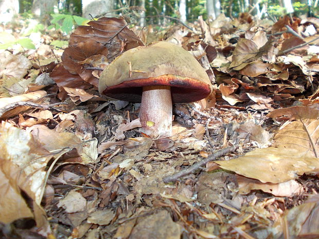 hríb zrnitohlúbikový Sutorius luridiformis (Rostk.) G. Wu & Zhu L. Yang