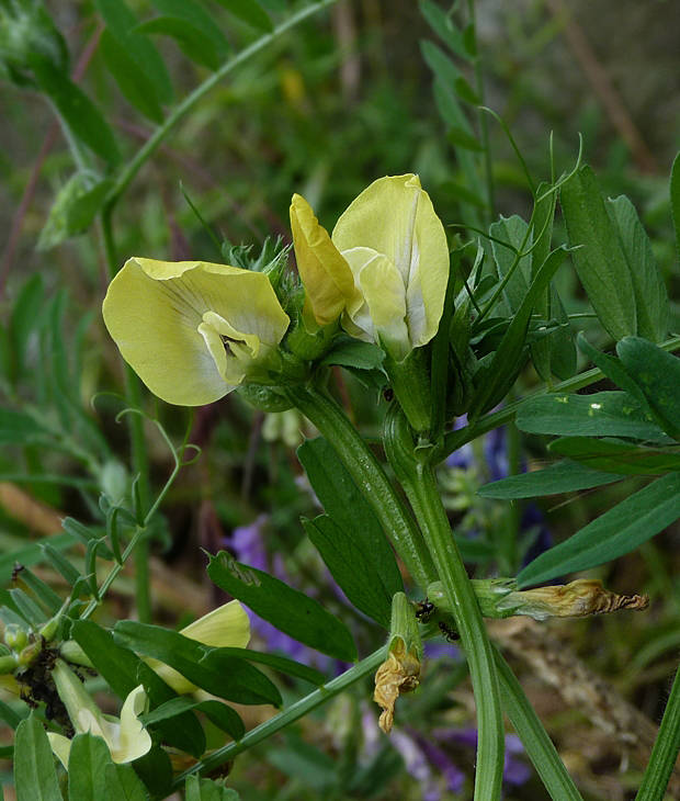 vika veľkokvetá Vicia grandiflora Scop.