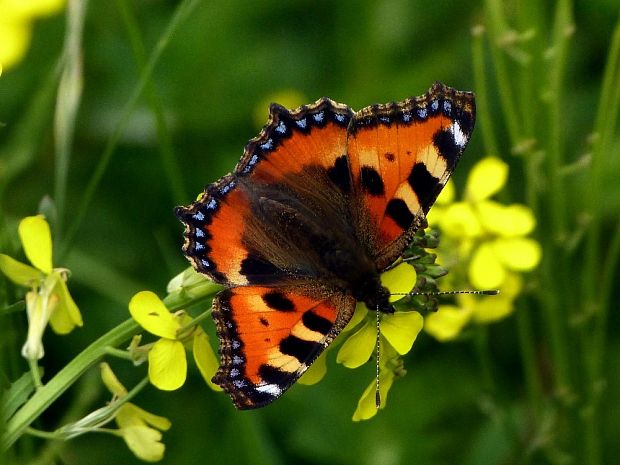 babôčka pŕhľavová (sk) / babočka kopřivová (cz) Aglais urticae Linnaeus, 1758