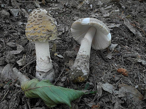 muchotrávka chrastavá Amanita ceciliae (Berk. & Broome) Bas