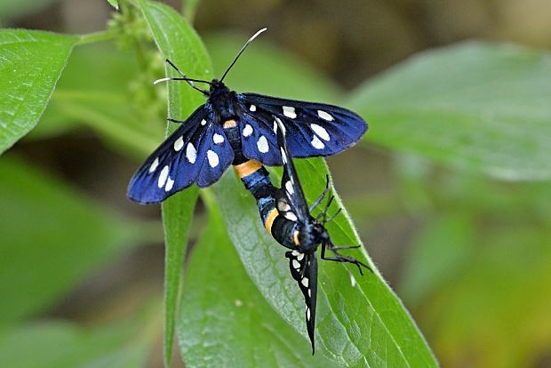 bieloškvrnáč púpavcový  Amata phegea Linnaeus, 1758