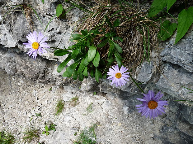 astra alpínska Aster alpinus L.