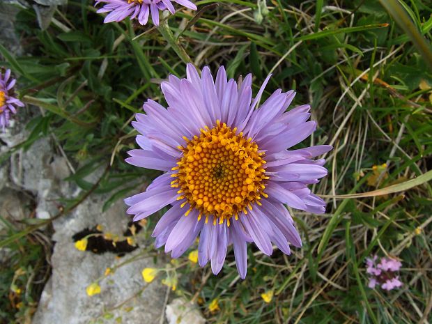 astra alpínska Aster alpinus L.