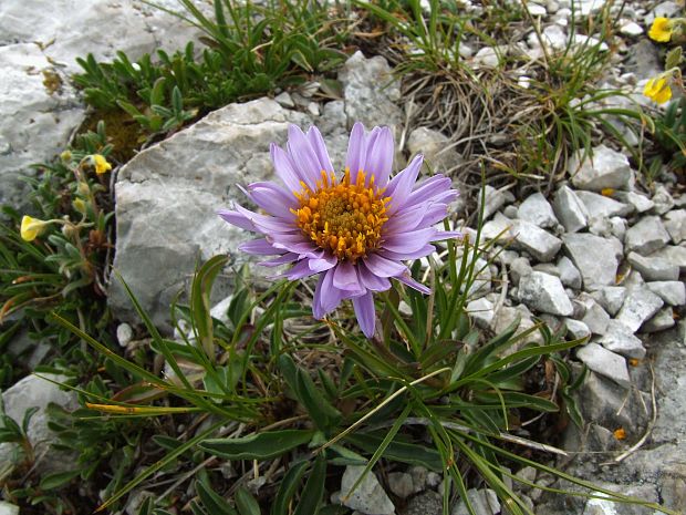 astra alpínska Aster alpinus L.