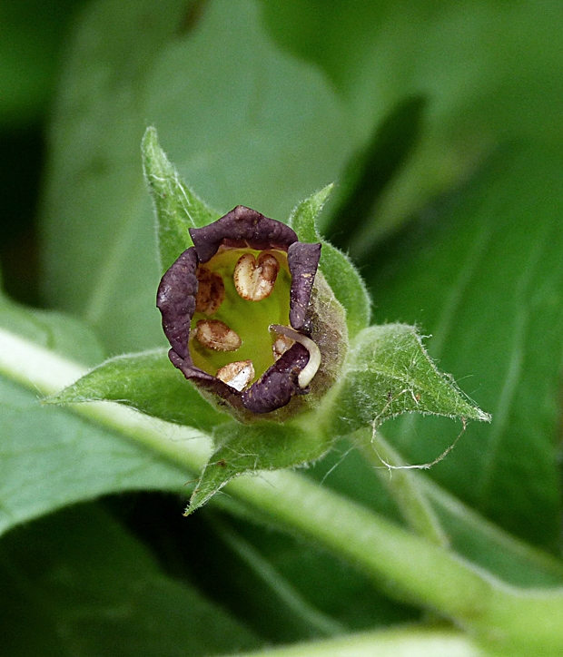 ľuľkovec zlomocný Atropa bella-donna L.