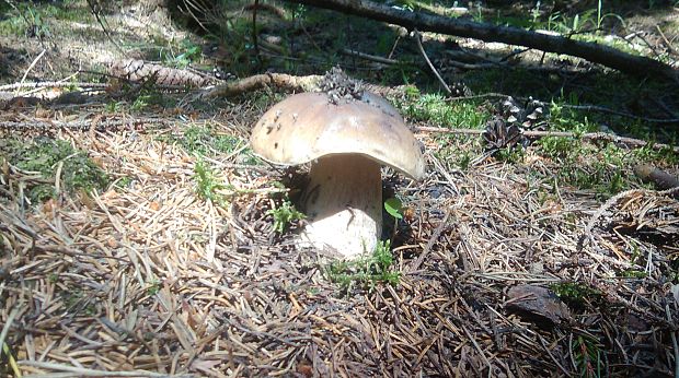 hríb smrekový Boletus edulis Bull.