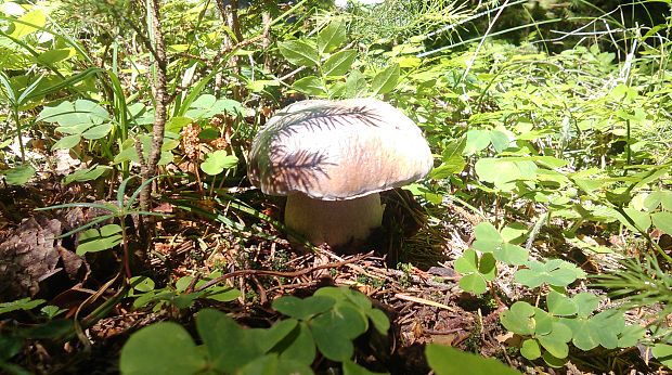 hríb smrekový Boletus edulis Bull.