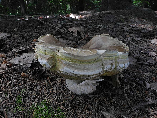 hríb smrekový Boletus edulis Bull.