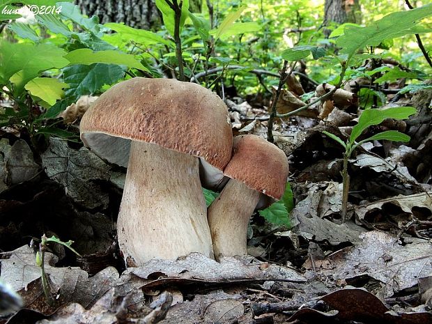 hríb dubový Boletus reticulatus Schaeff.