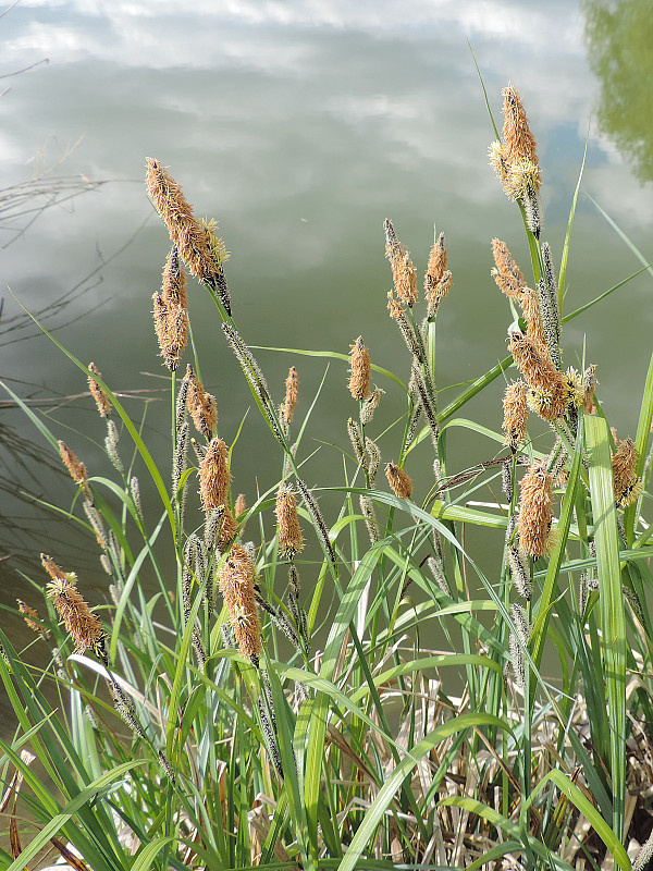 ostrica štíhla Carex acuta L.