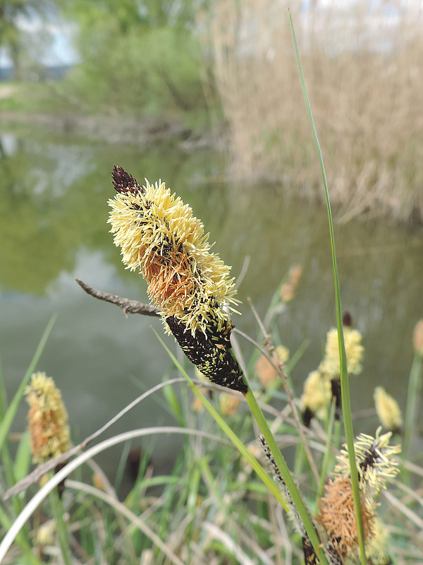 ostrica štíhla Carex acuta L.