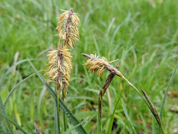 ostrica Carex sp.