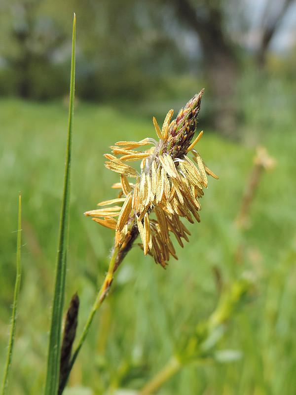 ostrica Carex sp.