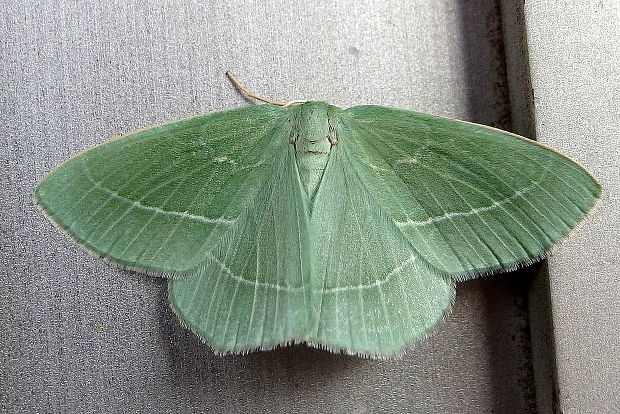 piadivka vresovisková Chlorissa viridata Linnaeus, 1758