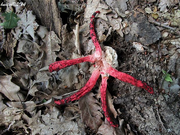 mrežovka kvetovitá Clathrus archeri (Berk.) Dring